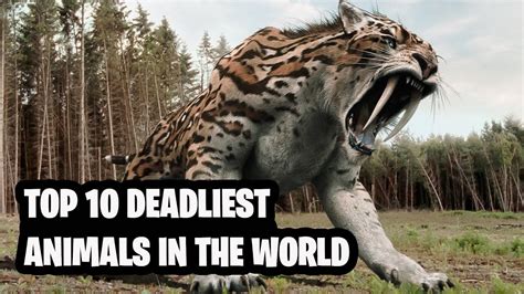 top  deadliest animals