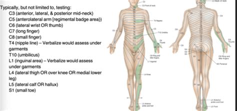 Neuro Flashcards Quizlet