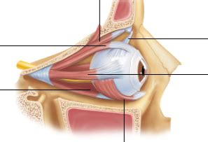 A P 2 Lab Eye Model 6 Diagram Quizlet