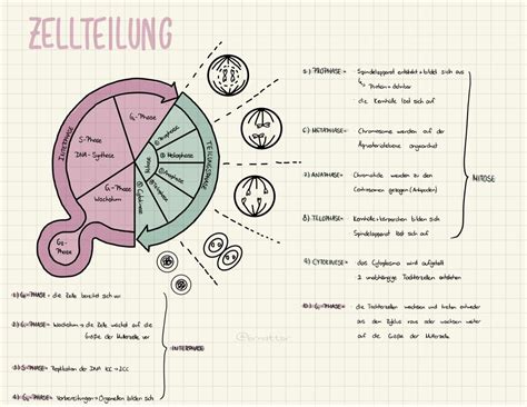 Lernzettel Anatomie