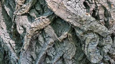 Кора ивы фото - 81 картинка
