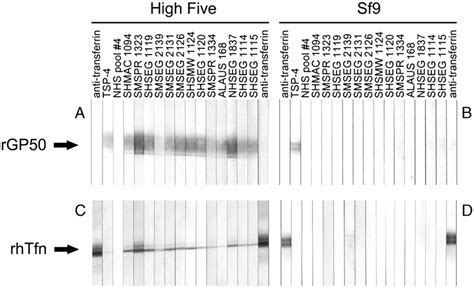 Reactivity Of Selected Sera With Recombinant Protein Expressed In High