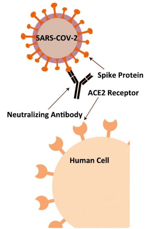 COVID-19 Neutralizing Antibody Test Kit - JOYSBIO Biotechnology