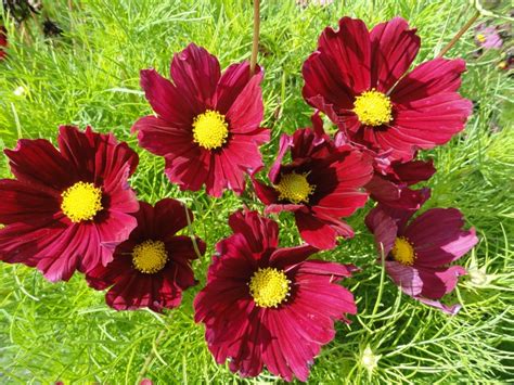 Cosmos Bipinnatus Casanova