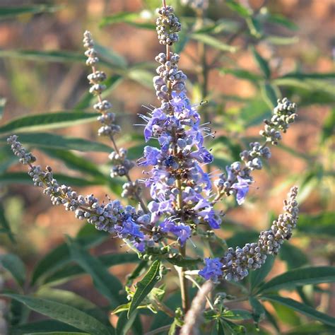 Vitex Agnus Castus Latifolia Buy Plants At Coolplants