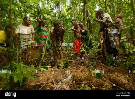 Life Of The Bayaka Pygmies In The Equatorial Rainforest Hi Res Stock