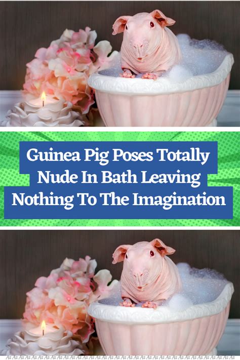 Guinea Pig Poses Totally Nude In Bath Leaving Nothing To The Imagination Artofit
