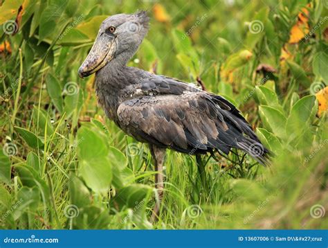 Shoebill Wetland Habitat Complete With Shoebill Stock Photo | CartoonDealer.com #37880820