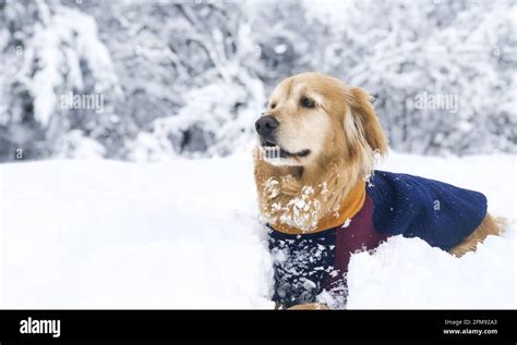 Golden retriever in the snow Stock Photo - Alamy