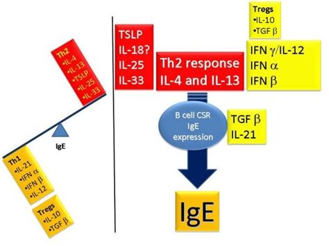 Figure B Cell Immunology Summarize Clinic Perspective