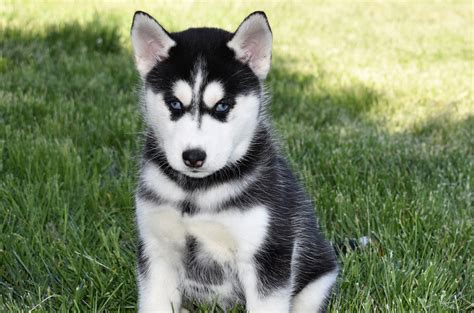 Siberian Husky Puppies in Michigan, Chicago, Indianapolis - Foxwood K9