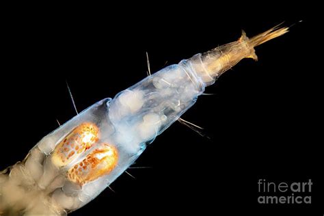 Phantom Midge Larva Photograph By Frank Fox Science Photo Library Pixels