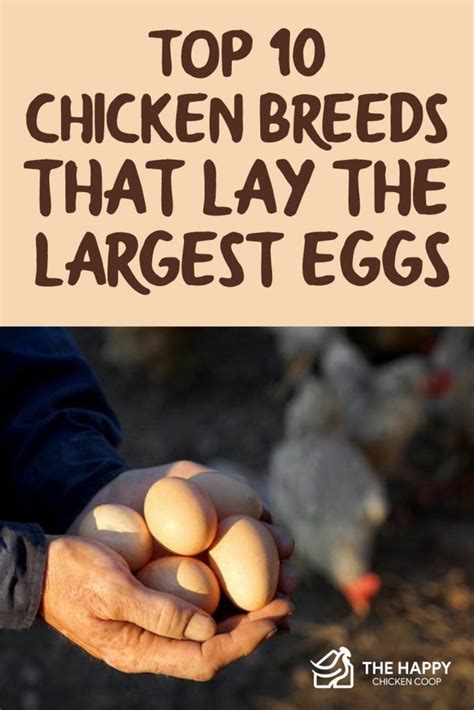 Top 10 Chicken Breeds That Lay The Largest Eggs