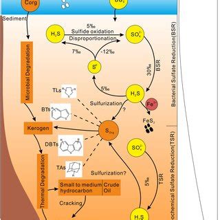 Conceptual Depiction Of Sulfur Cycling Diagenesis Under Different