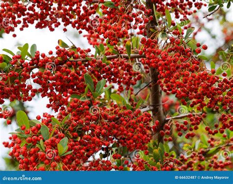 Red Berries Stock Image Image Of Leaves Nature Tree 66632487