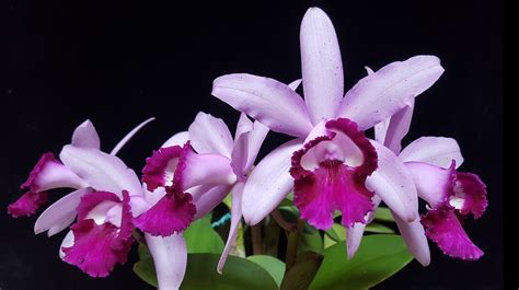 Cattleya Intermedia Var Orlata Rio Giulio Celandroni Orchidee