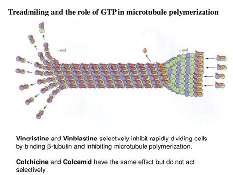 12 Microtubules Cell Biology