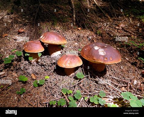 boletus , mushroom Stock Photo - Alamy