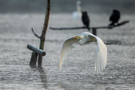 Grande aigrette Great egret Ardea alba Un grand merci à Flickr