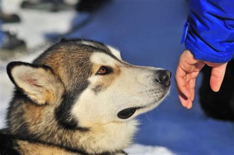 Tipos De Comportamiento De Saludo Del Perro 2024