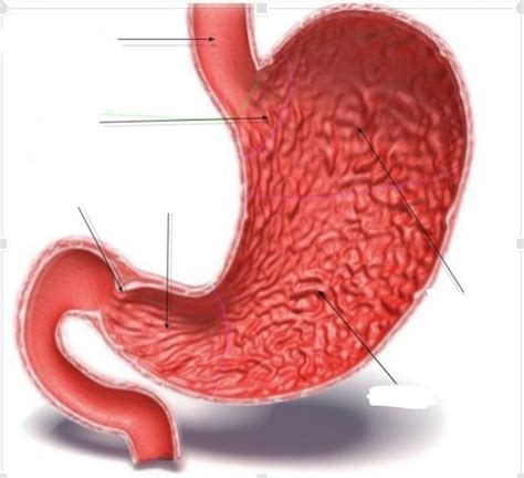 Monogastric Stomach Diagram Quizlet