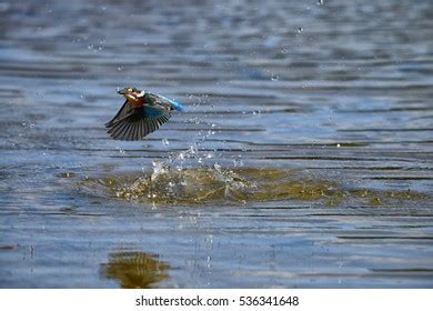 Kingfisher Captured Prey Stock Photo 536341648 | Shutterstock