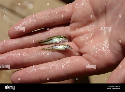 Largemouth Bass Fry Hi Res Stock Photography And Images Alamy