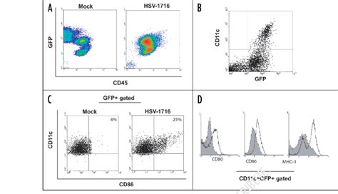 Dendritic Cell Maturation Upon In Vivo Phagocytosis Of HSV 1716