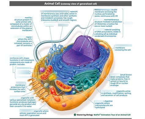 Bio 7 Lab Midterm Diagram Quizlet