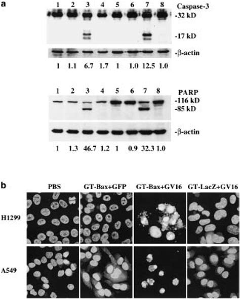 Apoptosis profiles after induction of bax gene expression. (a) Cleavage ...