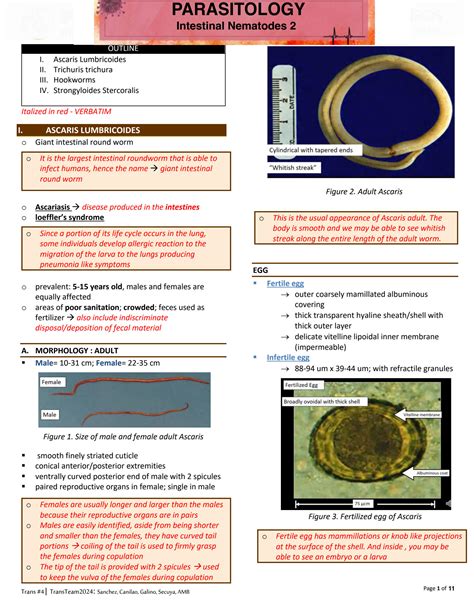 Solution Parasitology Notes Intestinal Nematodes Studypool