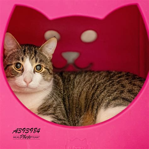 animal shelter in conroe 10