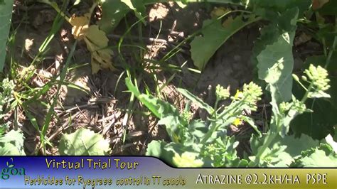 Canola With Atrazine PSPE YouTube