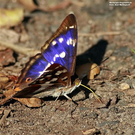 Marburger Vogelwelt De Gro Er Schillerfalter Purple Emperor