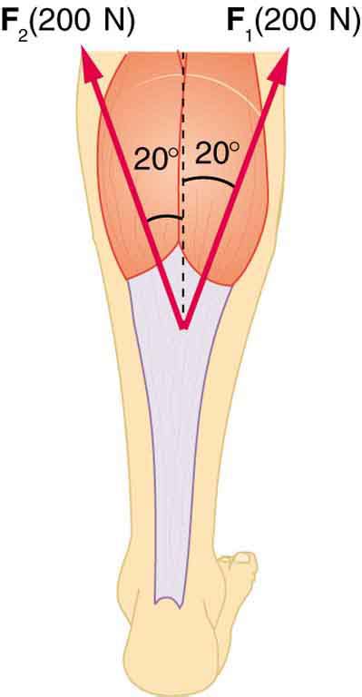 9 6 Forces And Torques In Muscles And Joints College Physics