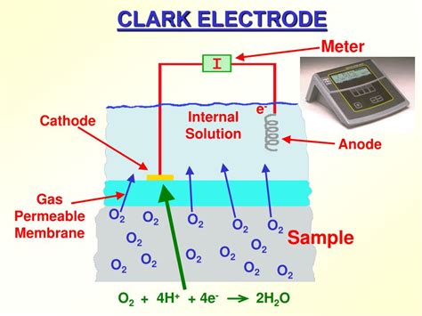 Ppt Dissolved Oxygen And Biochemical Oxygen Demand Analyses