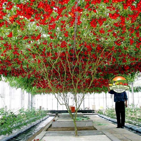 Giant Italian Tree Tomato seeds - Price €2.85