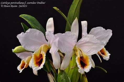 Cattleya Percivaliana F Coerulea Ondine Cattleya Most Beautiful