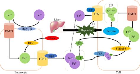 Frontiers The Role Of Iron In Cancer Progression