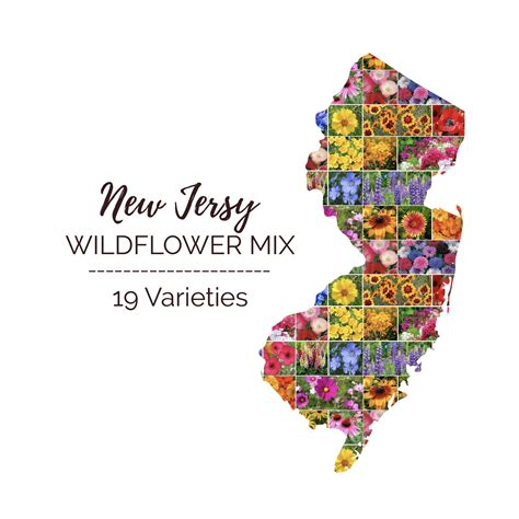 Bulk New Jersey Wildflower Seed Mix | Bulk Wildflowers