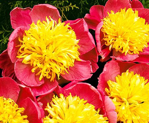 Пион Миссис Хемерик: семена и саженцы купить | цена 440 руб.