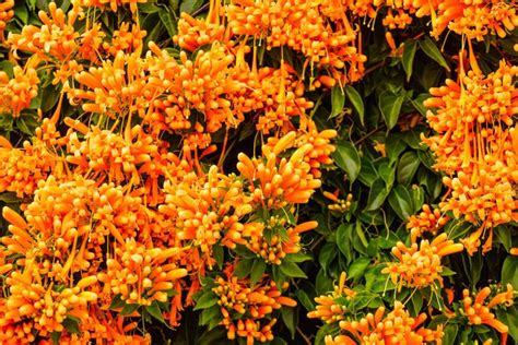 Plantas Trepadoras Con Flor Que Son Bonitas Olorosas Y Embellecen