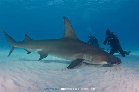 Diving With Great Hammerheads At Bimini Island In The Bahamas Swim