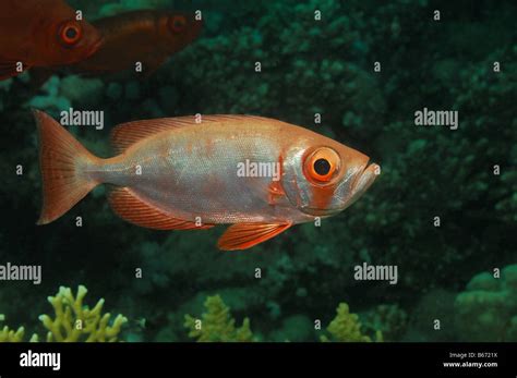 Crescent Tail Bigeye Priacanthus Hamrur Marsa Alam Red Sea Egypt Stock