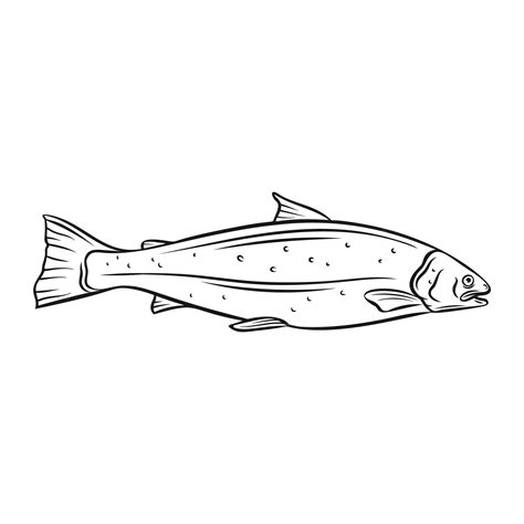 Premium Vector Whole Salmon Fish Outline Icon