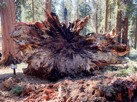 Yosemite: Giant sequoia grove reopens after winds topple huge trees