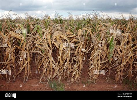 Maize crop during drought. Field of abandoned maize (corn, Zea mays ...