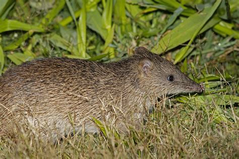 northern brown bandicoot isoodon macrourus facts habitat