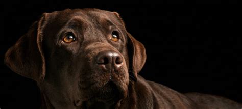 Cáncer De Piel En Los Perros Tipos Y Tratamientos Consejos