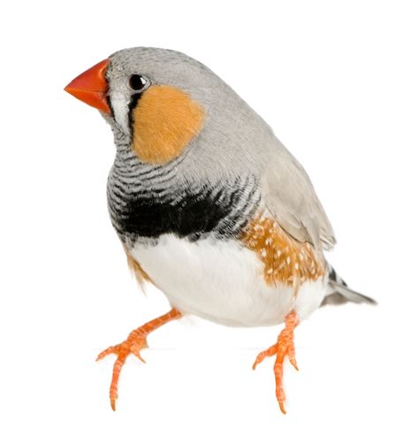 Premium Photo Zebra Finch Taeniopygia Guttata Perched Isolated